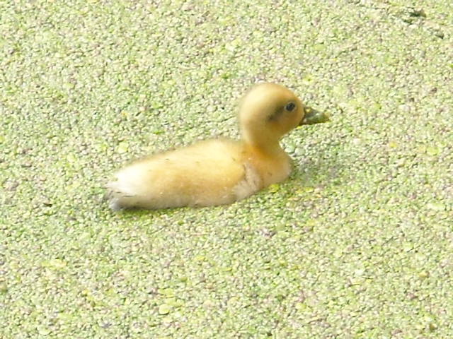 DSCN0880.JPG