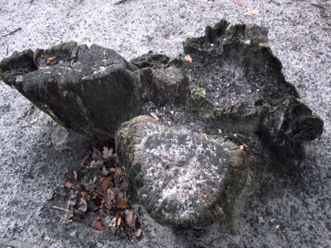 DSCF0060.JPG
