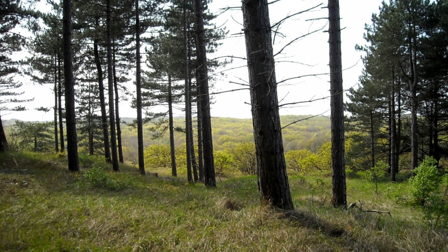DSCN0330.JPG