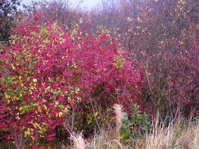 DSCN1401.JPG