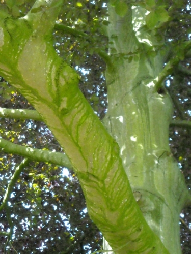DSCN3528.JPG