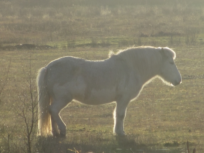 Polder Bergen, 2 - 12 - '12
