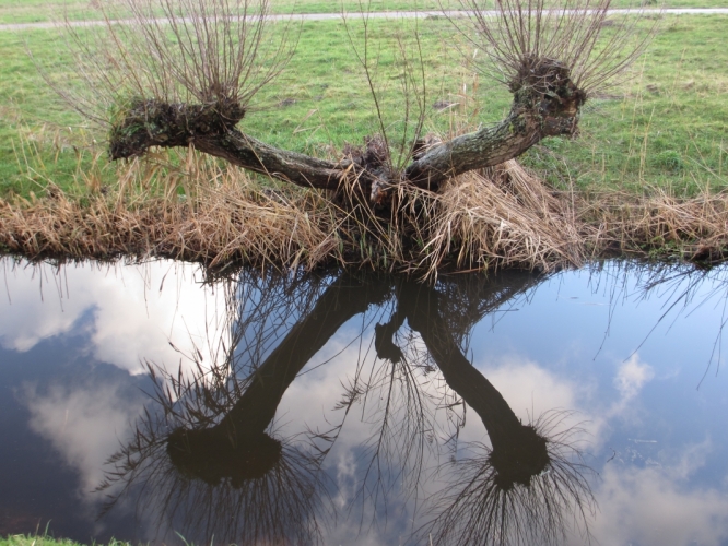Polder Bergen, 2 - 12 - '12
