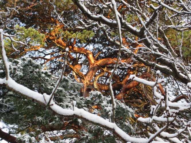 Bos Bergen, 8 - 12 - '12
