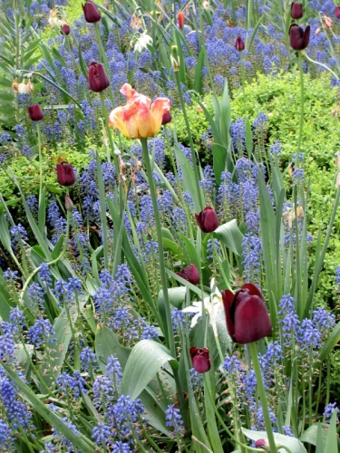 Museumtuin, 29 - 5 - '13.
