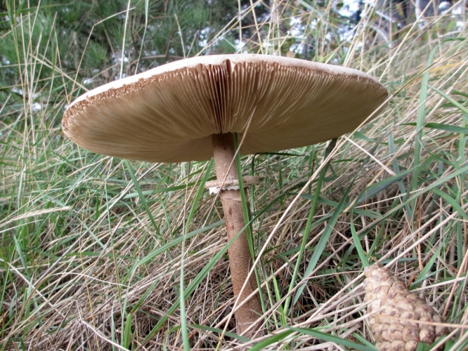 Reuzen paddestoel. 
